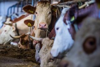 Zemědělci mají nabito na Fialu. Studie kritizuje nové dotace - Seznam Zprávy
